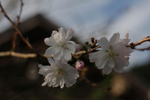 棒ノ嶺十月桜