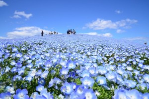 nemophila-34-1024x678