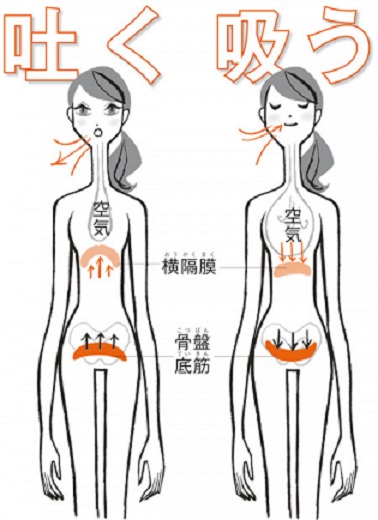 骨盤底筋と横隔膜